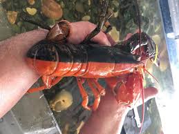 Today we're taking a look at the most rare types of lobsters. One In 50 000 000 Rare Two Toned Lobster Found In Maine