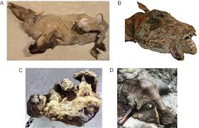 Woolly rhino baby named sasha preserved body of sasha the woolly rhino. Three Centuries Of Hunting For Ice Age Mummies And The Prospect Of De Extinction Capeia