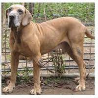 Muitas delas foram criadas na busca por cachorros que correspondessem a características físicas específicas e com uma personalidade adequada à função que deveriam desempenhar. Original Fila Brasileiro Wikipedia A Enciclopedia Livre
