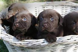 Maybe you would like to learn more about one of these? Pin By Sona Zemkova On Chocolate Labrador Black Labrador Puppy Cute Dogs Lab Puppies