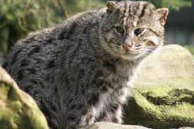 The norwegian forest cat is a strong breed with equally strong hearts. Known Species Of Wild Cats Wild Cats Magazine