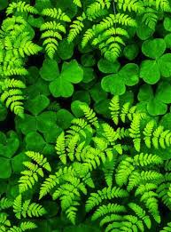 Tumblr Gallery Grune Natur Pflanzen Gruner Garten
