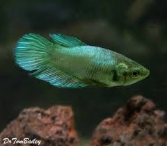 Premium Green Female Betta Fish 1 To 1 2 Long Everythingaboutbettafish Baby Betta Fish Betta Fish Tank Betta Fish