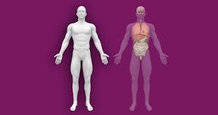 Female cardiovascular system, rear and front views, on black. Interactive Human Anatomy Figure External Internal