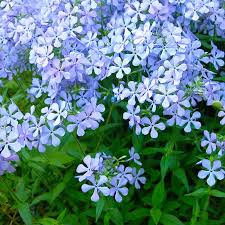 Pin On Gardening