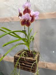 Image result for Vanda