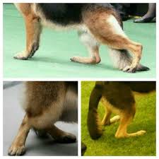 Cow Hocks Hock Walkers Gsd Dogs Corgi