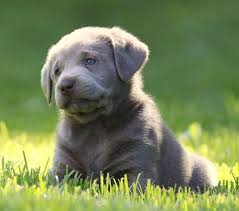 Consequently, many dog lovers intentionally produce silver labs, making the variation more common. Silver Lab Facts Temperament And Care Guide Petventuresbook
