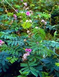Image result for Mimosa diplotricha