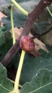 Image result for Lannea edulis