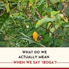 Image result for Tabernanthe