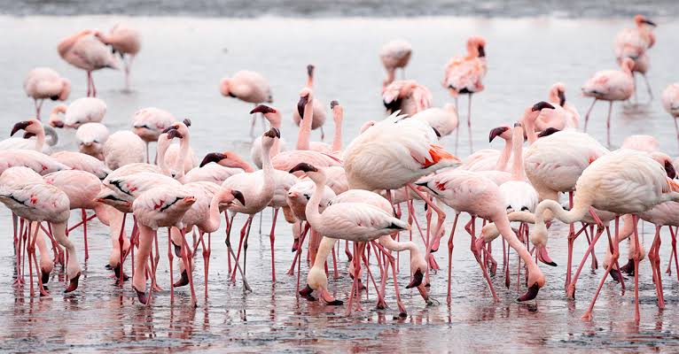 Migratory flamingos at Sambhar Salt Lake, AI generated