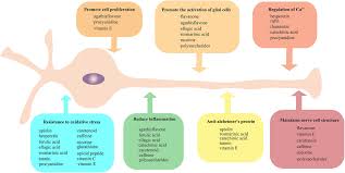 Maybe you would like to learn more about one of these? Frontiers Plant Derived Antioxidants Protect The Nervous System From Aging By Inhibiting Oxidative Stress Frontiers In Aging Neuroscience