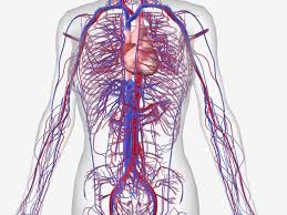 These small blood vessels connect the arteries and the veins. What Is The Difference Between An Artery And A Vein