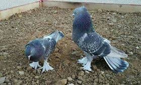 dla kazdego golebie pigeon breeds pigeon tumbler pigeons