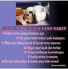 Check spelling or type a new query. Komppak Jember Ig Temankelinci Kelinci Tidak Bisa Facebook