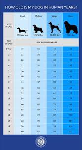 Make sure you're giving your puppy a balanced diet with all needed. How Old Is My Dog In Human Years Dog To Human Years Chart