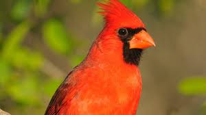 The stomach pretty large, roundish, 7 1/2 twelfths long, 7 twelfths broad; Illinois State Bird Northern Cardinal