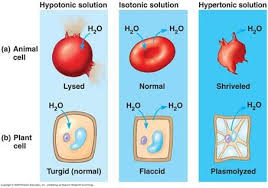 Osmosis And Diffusion Cell Processes Apologia Biology Plant Cell