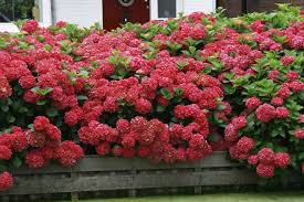 Kết quả hình ảnh cho cẩm tú cầu nhiều màu