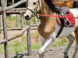 Keep in mind that if the enclosure has square corners, it may take your horse a little while to work out how to turn in the corner. Why Lunge Your Horse