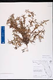 Image result for Oldenlandia verrucitesta