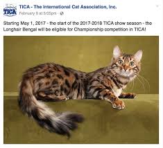 Lashes are hair, so they can be found on other mammals. Long Haired Bengal Cashmere Information Overview Bengal Cats
