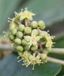 Image result for Rhoicissus tridentata