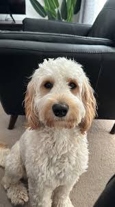 Georgi, haven't seen since Monday Oct 21 evening, NE Killingsworth and  42nd…he spends a lot of time outside and usually stays close..thank you  very much for keeping an eye out 🩷🙏🏻 FOUND!!