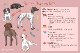 English shorthaired pointer vs german shorthaired pointer. Pointer Dog Full Profile History And Care