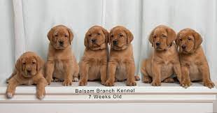 Explore 44 listings for 6 week old labrador puppies at best prices. Teak And Red Bull S Puppies 7 Weeks Balsam Branch Kennel