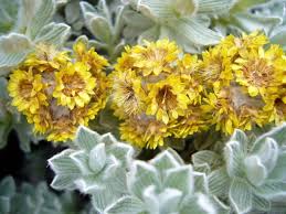 Image result for Helichrysum lineare