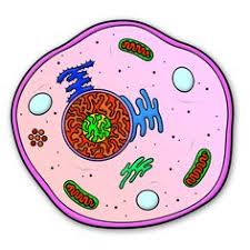 Blank animal cell diagram worksheet. 9 Animal Cell Drawing Ideas Animal Cell Drawing Animal Cell Science Drawing