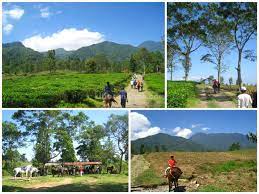 Liburan Anak Agro Wisata Gunung Mas