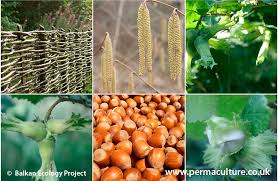 By safely collecting and disposing of the body, we prevent the spread of any possible disease. Hazel Nuts Corylus Trees Growing