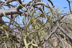 Image result for Cissus humbertii