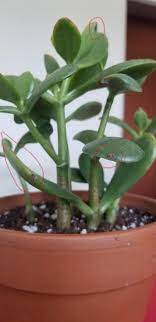 Check spelling or type a new query. Ask A Question Forum Jade Plant Why Are There Brown Spots Bruises On The Existing And Baby Leaves Garden Org