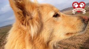 Gulumseyen Kopek Nazli Dogs Smiling Dogs Golden Retriever