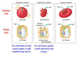 Maybe you would like to learn more about one of these? What Happens To Animal Cell Placed In Hypotonic Solution
