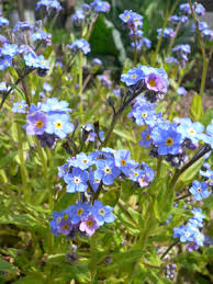 Les Plantes D Ombre Pour Donner De La Couleur Au Jardin Batirenover