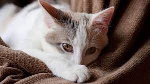Cat Throwing Up White Foam Vet S Guide To Causes And Treatment Petsradar