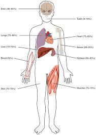 Female cardiovascular system, rear and front views, on black. Body Fluids And Fluid Compartments Anatomy And Physiology