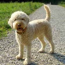 The search tool above returns a list of breeders located nearest to the zip or postal code you enter. Dog Breeders In New Zealand Puppies For Sale In New Zealand