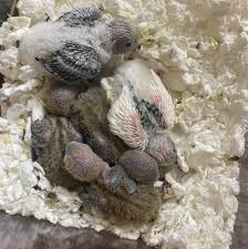 Pet birds for sale finches parakeets conures more. Wide Open Skies Aviary Home Facebook