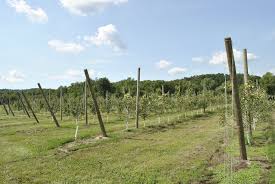 • in dashehari mango, the average yield in high density is reportedly 9.6 tonnes compared to 0.2 tonnes in low density planting. Overall View Of High Density Apple Orchard Trees Loaded With Fruit 2013 Starkbros Apple Orchard Apple Tree Orchard