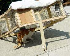 Trapping kittens first can be helpful in trapping their mother. Neighborhood Cats How To Tnr Drop Traps