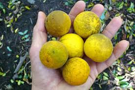 Image result for Citrus trifoliata