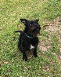 Browse available pets below or come to the shelter in person. Adopt Mikey On Petfinder Dog Adoption Pet Adoption Animal Rescue