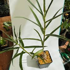 Image result for Stathmostelma fornicatum