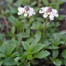 Image result for Phyla nodiflora